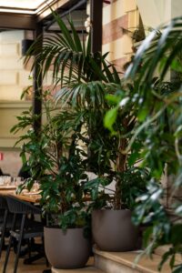 Indoor dining area with large potted tropical plants along a wooden counter surface.
