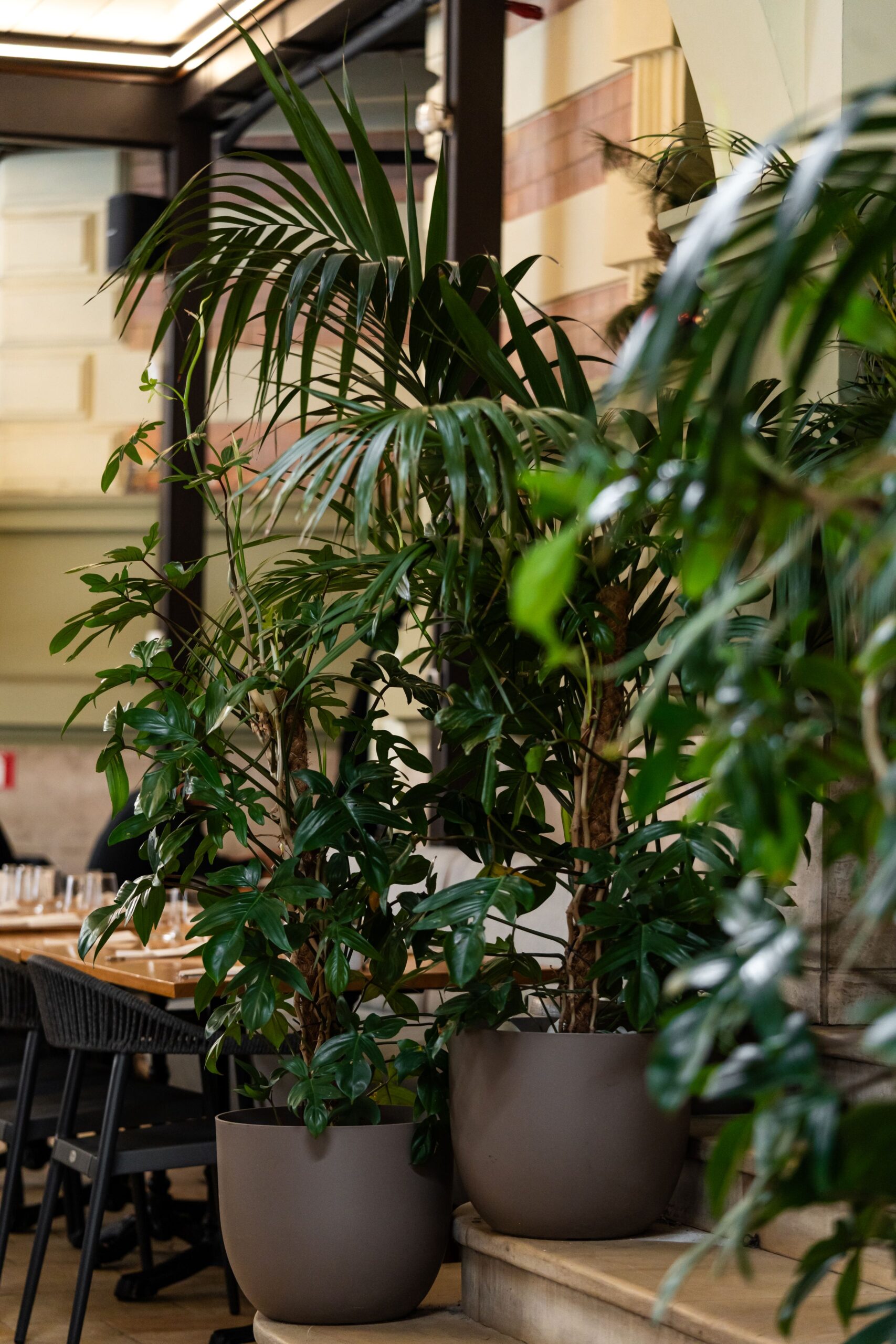 Indoor dining area with large potted tropical plants along a wooden counter surface.